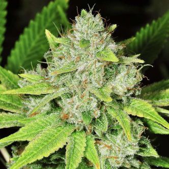 Original Glue (Nirvana) feminisoidut