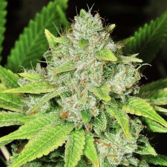 Original Glue (Nirvana) Feminisoidut