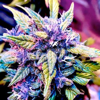 Blackberry Nuggets (BSB Genetics) Feminisoidut