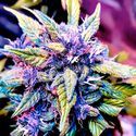 Blackberry Nuggets (BSB Genetics) Feminisoidut