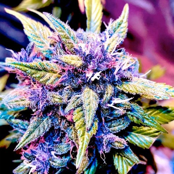 Blackberry Nuggets (BSB Genetics) Feminisoidut