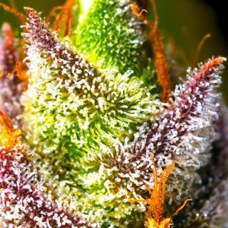 Mimosa (BSB Genetics) feminisoidut kannabiksen siemenet