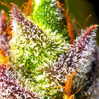 Mimosa (BSB Genetics) Feminisoidut