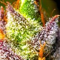 Mimosa (BSB Genetics) Feminisoidut
