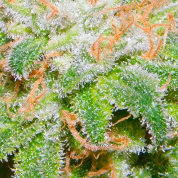 The Runtz (BSB Genetics) Feminisoidut