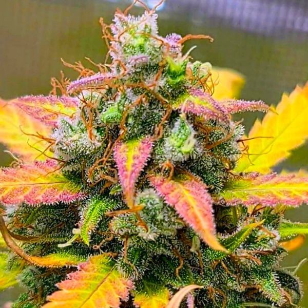 Strawberry Banana (BSB Genetics) Feminisoidut