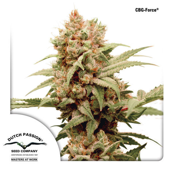 CBG-Force (Dutch Passion) Feminisoidut