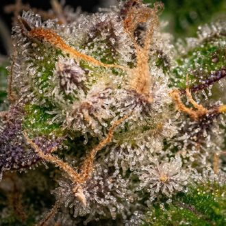 Runtz Autoflower (Zamnesia Seeds) Feminisoidut