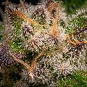 Runtz Autoflower (Zamnesia Seeds) Feminisoidut