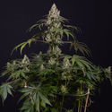 Runtz Autoflower (Zamnesia Seeds) Feminisoidut