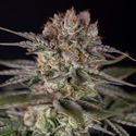 Runtz Autoflower (Zamnesia Seeds) Feminisoidut