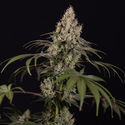 Runtz Autoflower (Zamnesia Seeds) Feminisoidut