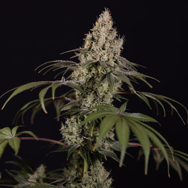 Runtz Autoflower (Zamnesia Seeds) Feminisoidut
