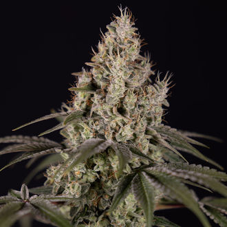Runtz Autoflower (Zamnesia Seeds) Feminisoidut