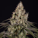 Runtz Autoflower (Zamnesia Seeds) Feminisoidut