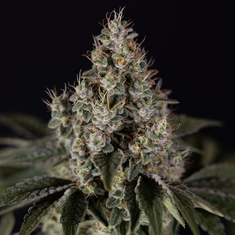 Runtz Autoflower (Zamnesia Seeds) Feminisoidut