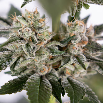 Runtz Autoflower (Zamnesia Seeds) Feminisoidut