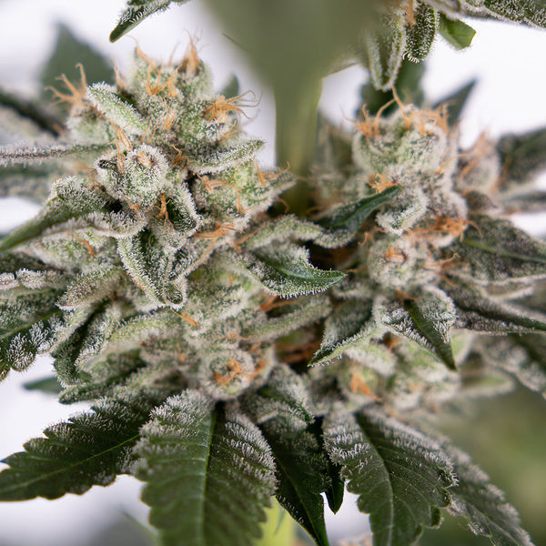 Runtz Autoflower (Zamnesia Seeds) Feminisoidut