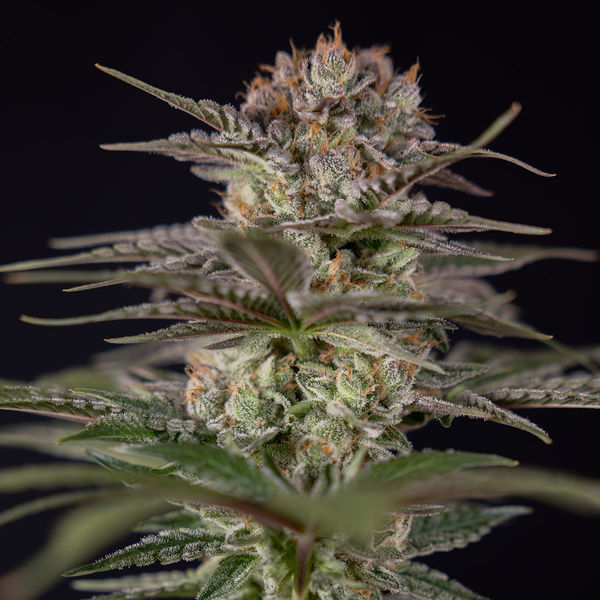 Runtz Autoflower (Zamnesia Seeds) Feminisoidut