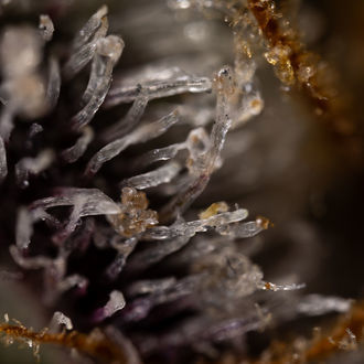 Runtz Autoflower (Zamnesia Seeds) Feminisoidut