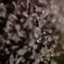 Runtz Autoflower (Zamnesia Seeds) Feminisoidut