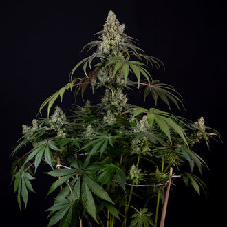Runtz Autoflower (Zamnesia Seeds) Feminisoidut