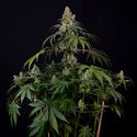Runtz Autoflower (Zamnesia Seeds) Feminisoidut