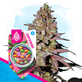 Runtz Autoflower (Zamnesia Seeds) feminisoidut