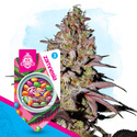 Runtz Autoflower (Zamnesia Seeds) Feminisoidut