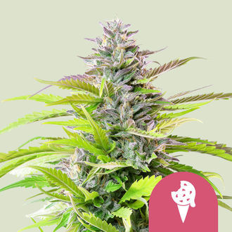 Cookies Gelato (Royal Queen Seeds) Feminisoidut