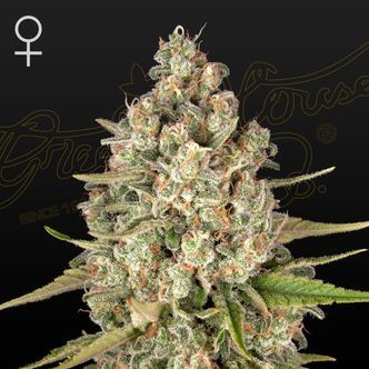 Lost Pearl (Greenhouse Seeds) feminisoidut kannabiksen siemenet