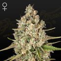 Lost Pearl (Greenhouse Seeds) Feminisoidut