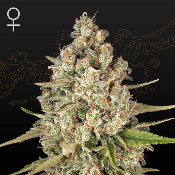 Lost Pearl (Greenhouse Seeds) Feminisoidut
