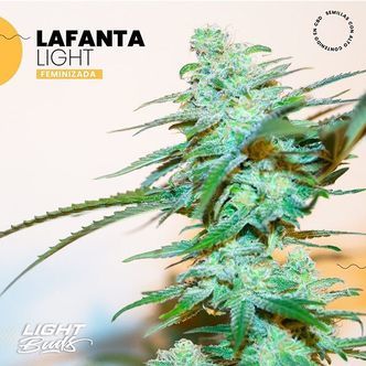 Lafanta Light (Light Buds) feminisoidut