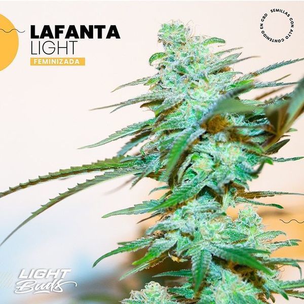 Lafanta Light (Light Buds) -Feminisoidut