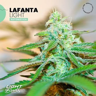 Lafanta Light Auto (Light Buds) Feminisoidut