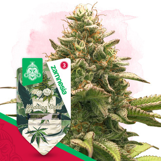 Wedding Cake Autoflower (Zamnesia Seeds) Feminisoidut
