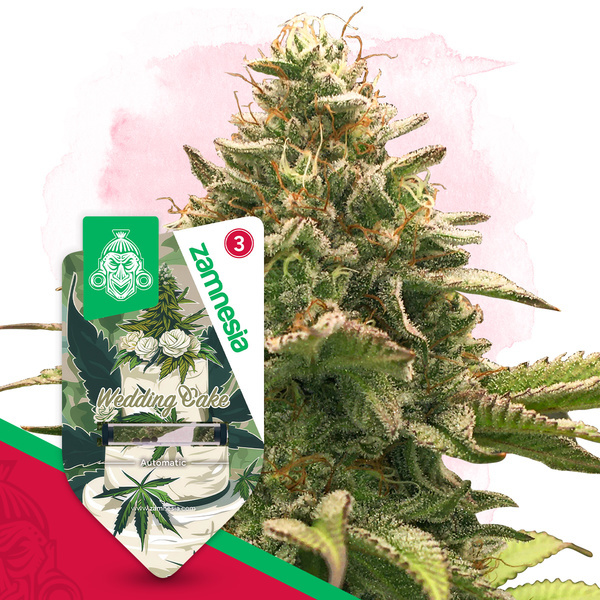 Wedding Cake Autoflower (Zamnesia Seeds) Feminisoidut