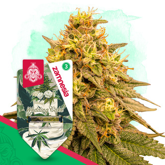 Wedding Cake (Zamnesia Seeds) feminisoidut