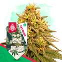 Wedding Cake (Zamnesia Seeds) Feminisoidut