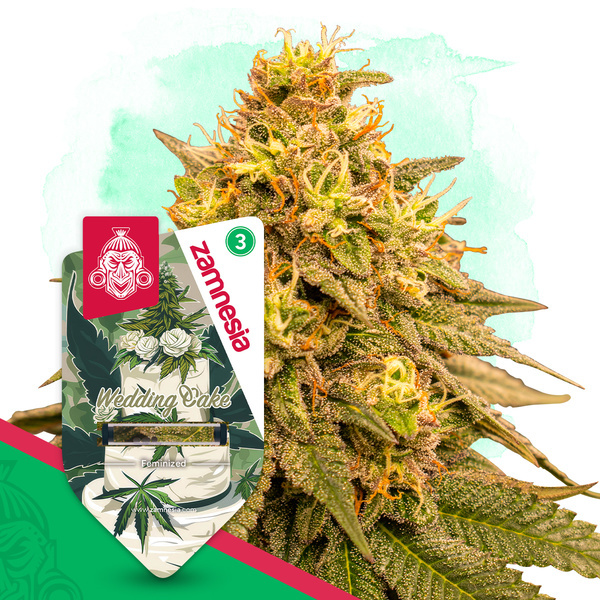 Wedding Cake (Zamnesia Seeds) Feminisoidut