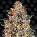 Bubba Kush (Barney's Farm) Feminisoidut