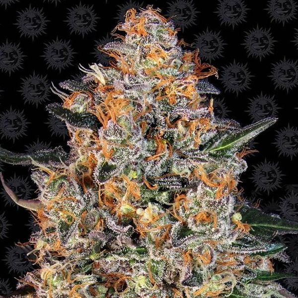 Bubba Kush (Barney's Farm) Feminisoidut