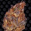Runtz Auto (Barney's Farm) Feminisoidut