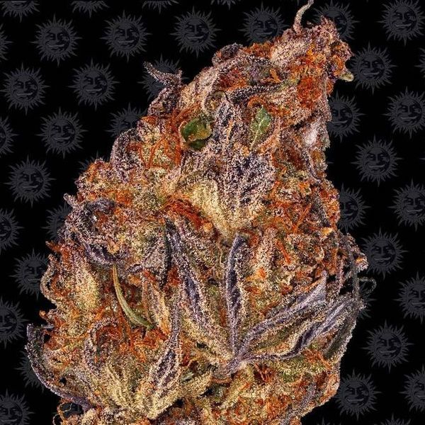 Runtz Auto (Barney's Farm) Feminisoidut