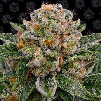 Skywalker OG Auto (Barney's Farm) feminisoidut