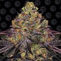Watermelon Zkittlez (Barney's Farm) Feminisoidut