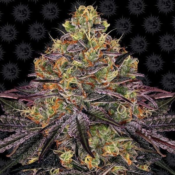 Watermelon Zkittlez (Barney's Farm) Feminisoidut