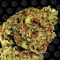 Watermelon Zkittlez Auto (Barney's Farm) Feminisoidut