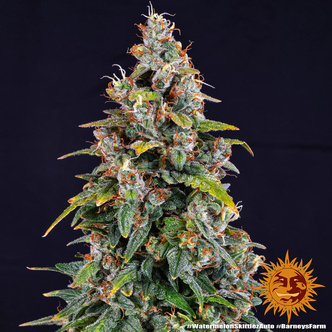 Watermelon Zkittlez Auto (Barney's Farm) feminisoidut